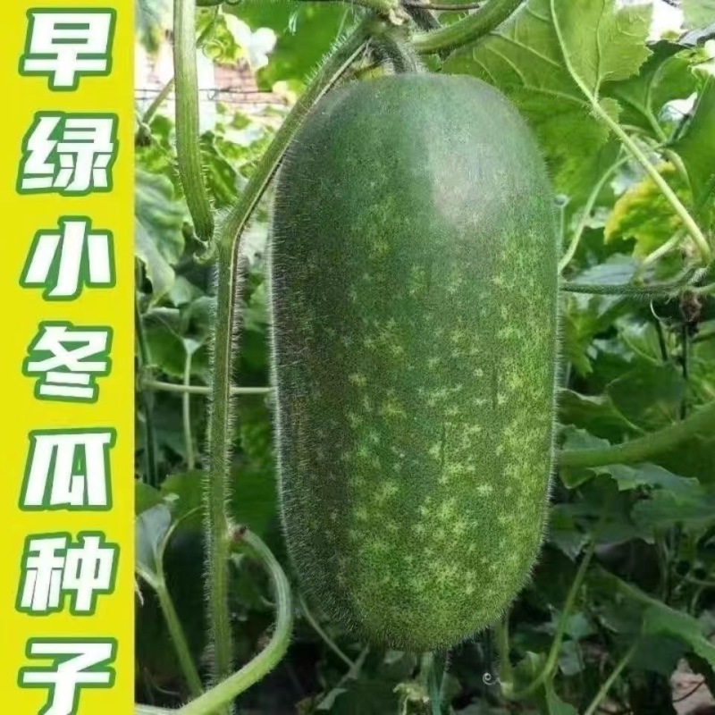 【广东毛节瓜】早熟杂交高产毛节瓜种子抗病强结瓜多脆甜可口