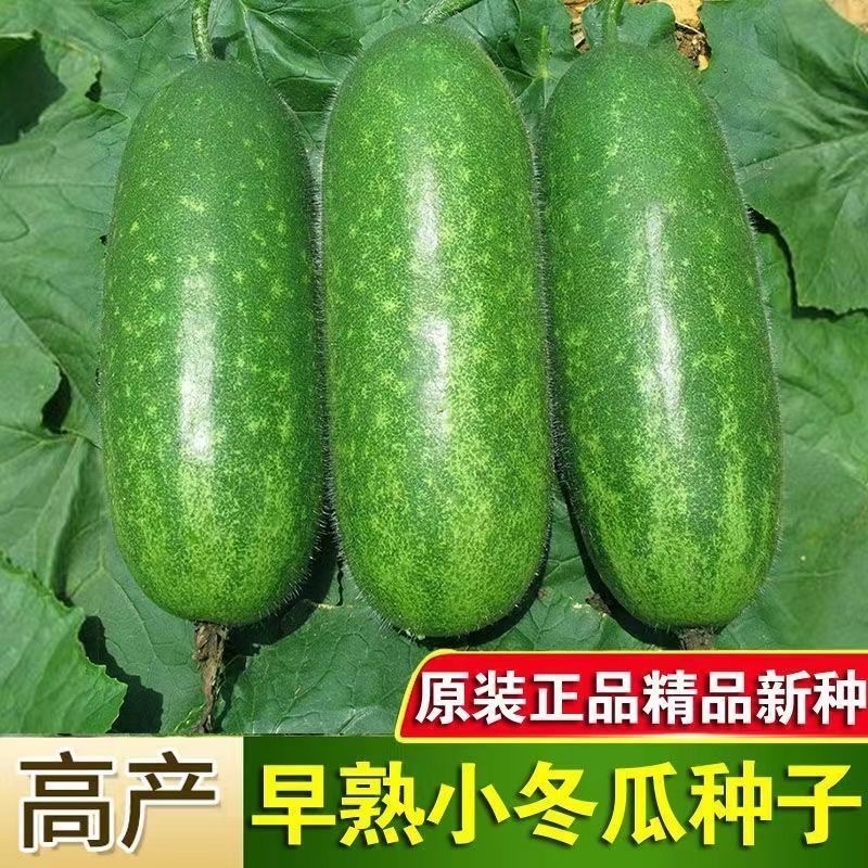 【广东毛节瓜】早熟杂交高产毛节瓜种子抗病强结瓜多脆甜可口
