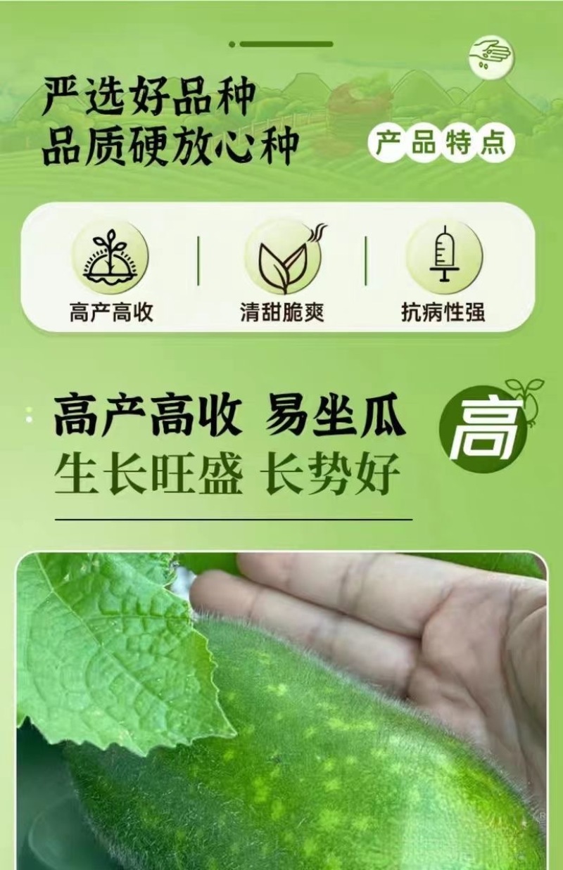 【广东毛节瓜】早熟杂交高产毛节瓜种子抗病强结瓜多脆甜可口