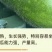 【广东毛节瓜】早熟杂交高产毛节瓜种子抗病强结瓜多脆甜可口