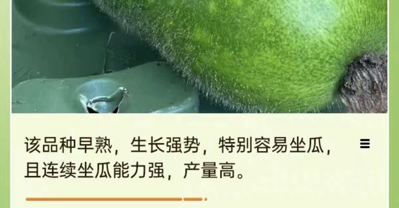 【广东毛节瓜】早熟杂交高产毛节瓜种子抗病强结瓜多脆甜可口