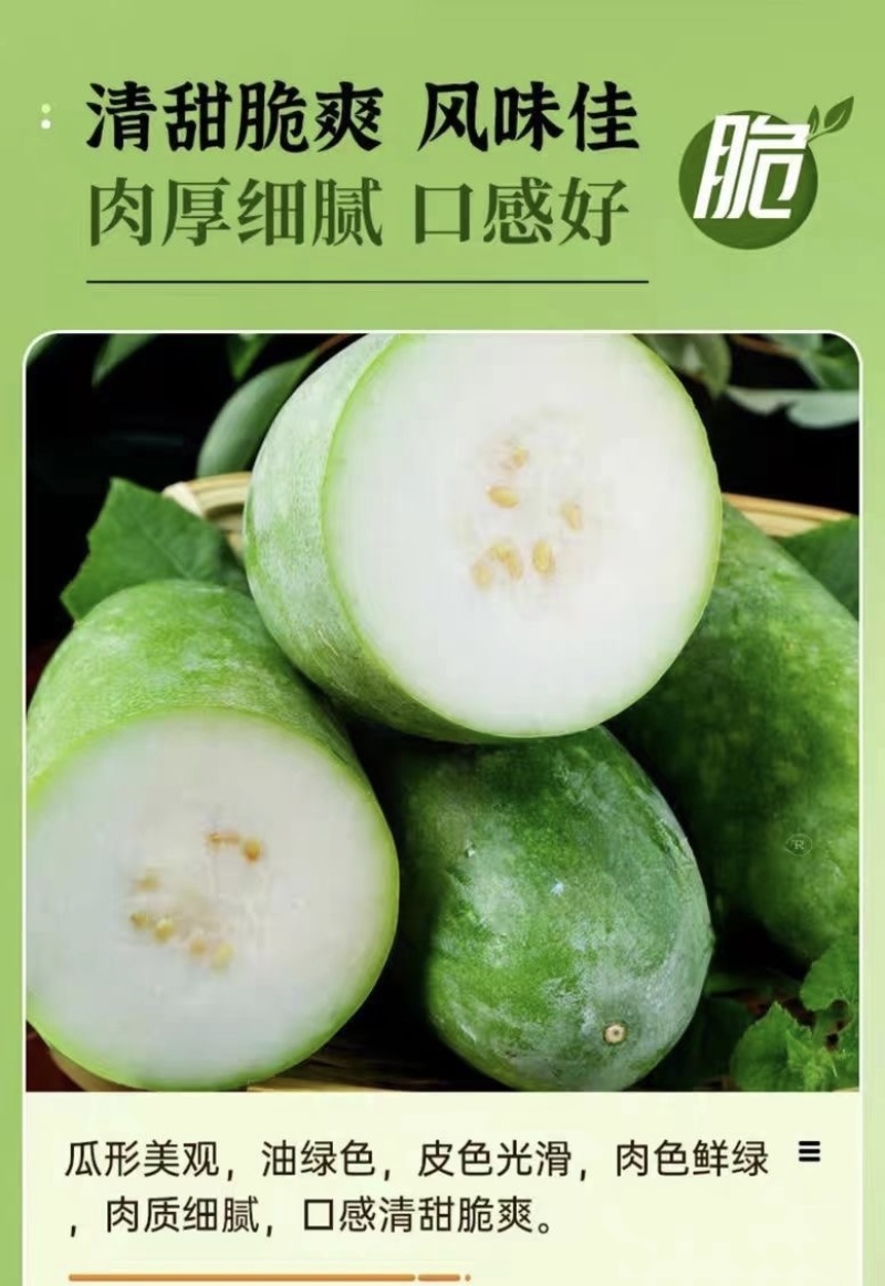 【广东毛节瓜】早熟杂交高产毛节瓜种子抗病强结瓜多脆甜可口