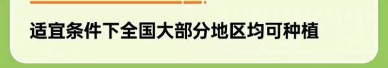 【广东毛节瓜】早熟杂交高产毛节瓜种子抗病强结瓜多脆甜可口