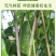 【广东毛节瓜】早熟杂交高产毛节瓜种子抗病强结瓜多脆甜可口