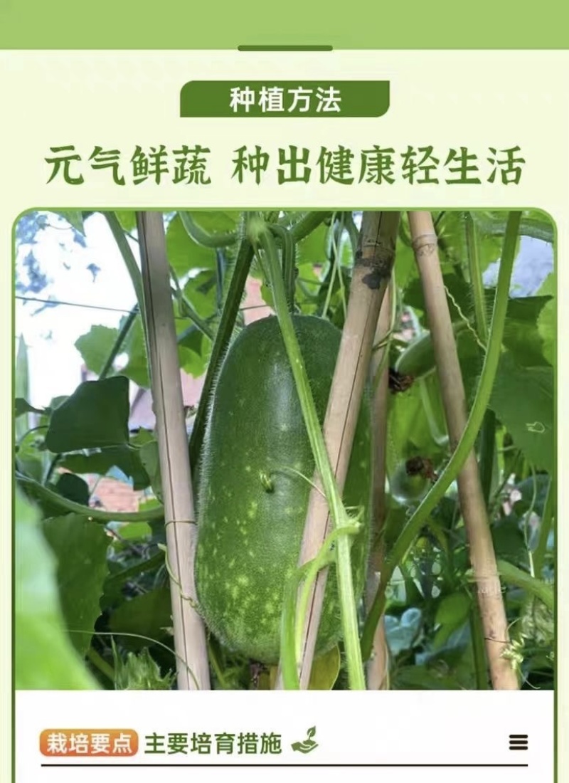 【广东毛节瓜】早熟杂交高产毛节瓜种子抗病强结瓜多脆甜可口