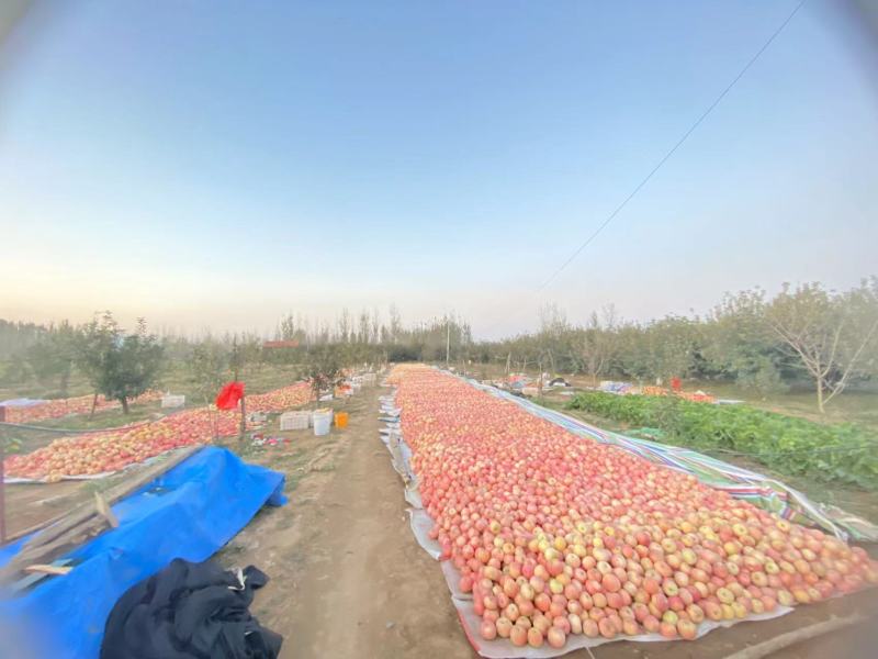 山东精品红富士苹果产地直发大量供应欢迎选购