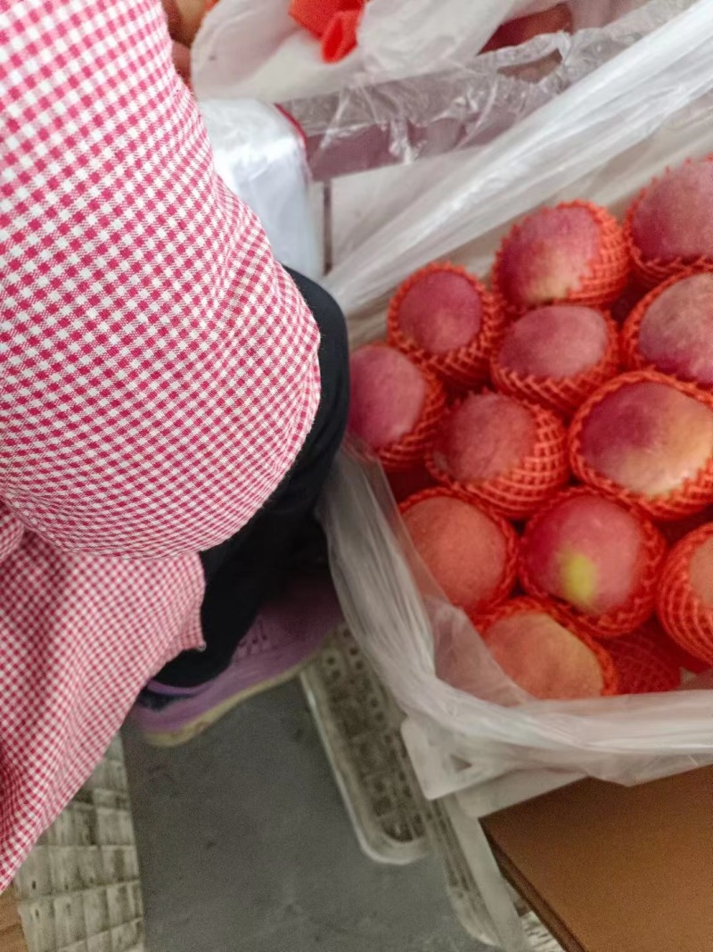 山东精品红富士苹果产地直发大量供应欢迎选购
