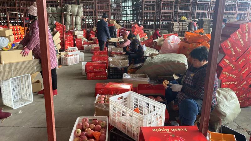 精品红富士苹果个大汁甜量大实惠欢迎选购