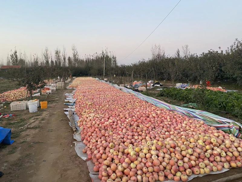 精品红富士苹果个大汁甜量大实惠欢迎选购