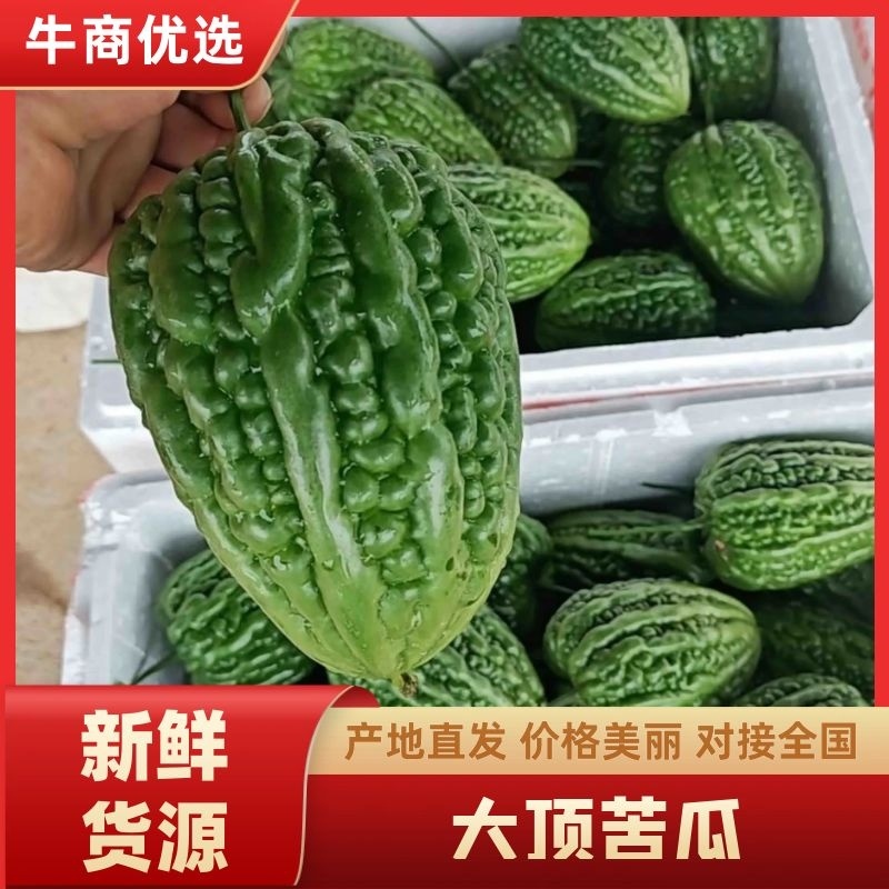大顶苦瓜品质高价格优原产地一手货源新鲜有保证