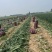 开封紫皮洋葱、二红洋葱。大量上市对接各大平台市场