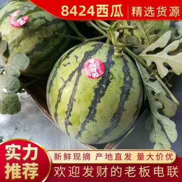 优质西瓜美都硒砂8424西瓜皮薄多汁量大从优