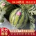 优质西瓜美都硒砂8424西瓜皮薄多汁量大从优