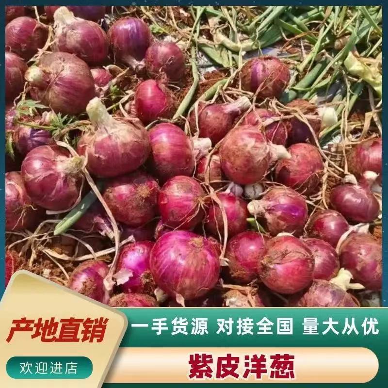 开封紫皮洋葱、二红洋葱。大量上市对接各大平台市场