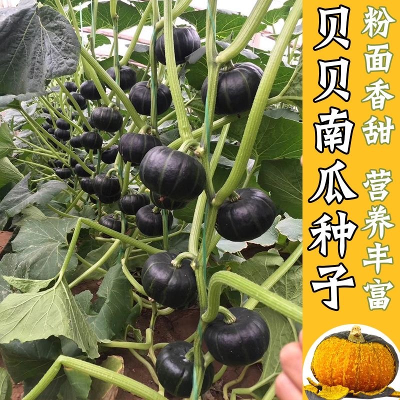 【君川种业】君川甜栗绿贝贝南瓜种子高产日本进口板栗蔬菜种