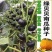 【君川种业】君川甜栗绿贝贝南瓜种子高产日本进口板栗蔬菜种