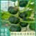 【君川种业】君川甜栗绿贝贝南瓜种子高产日本进口板栗蔬菜种