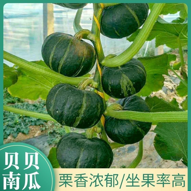 【君川种业】君川甜栗绿贝贝南瓜种子高产日本进口板栗蔬菜种