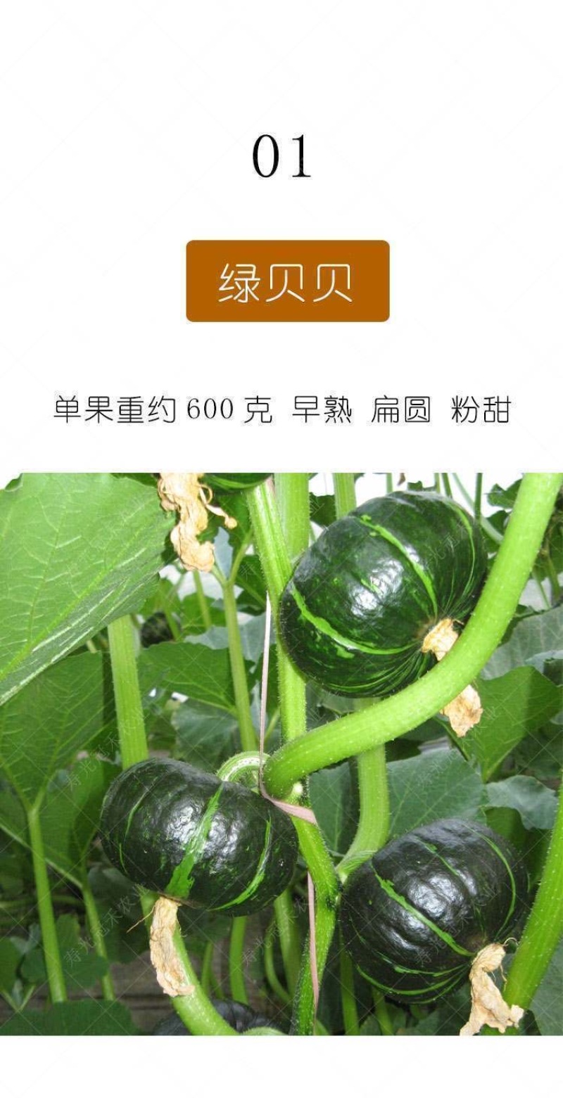 【君川种业】君川甜栗绿贝贝南瓜种子高产日本进口板栗蔬菜种