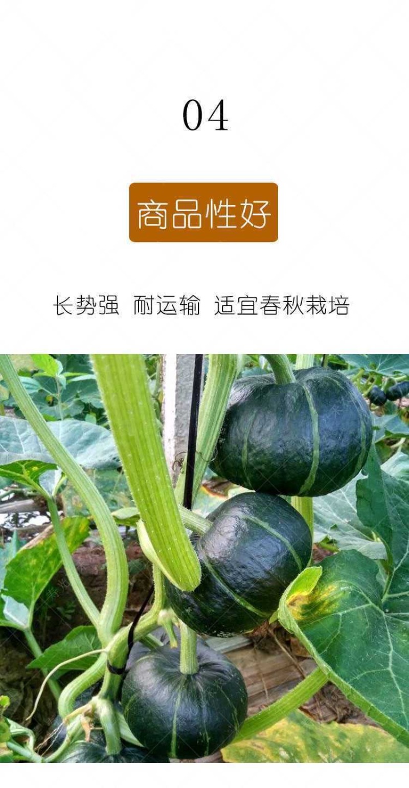 【君川种业】君川甜栗绿贝贝南瓜种子高产日本进口板栗蔬菜种