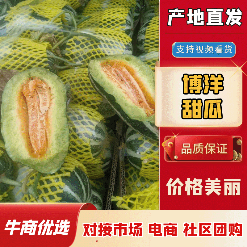 青县博洋甜瓜9号，青县博洋九号甜瓜，91，61白糖罐