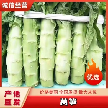 云南莴苣青皮莴笋质量保证，品种纯正，假一赔十