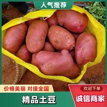 云南土豆青薯9号土豆品质全国发货欢迎电联