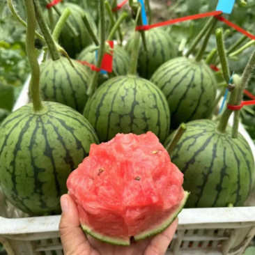 【推荐】精品小糖丸西瓜产地大量上一手货源价优欢迎