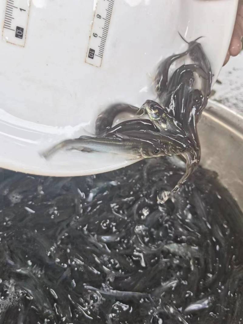斑点叉尾鮰鱼苗沟鲶钳鱼基因好非亲杂交抑菌性强