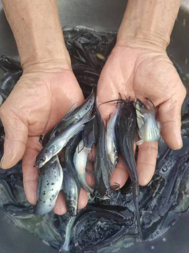 斑点叉尾鮰鱼苗沟鲶钳鱼基因好非亲杂交抑菌性强