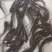 斑点叉尾鮰鱼苗沟鲶钳鱼基因好非亲杂交抑菌性强