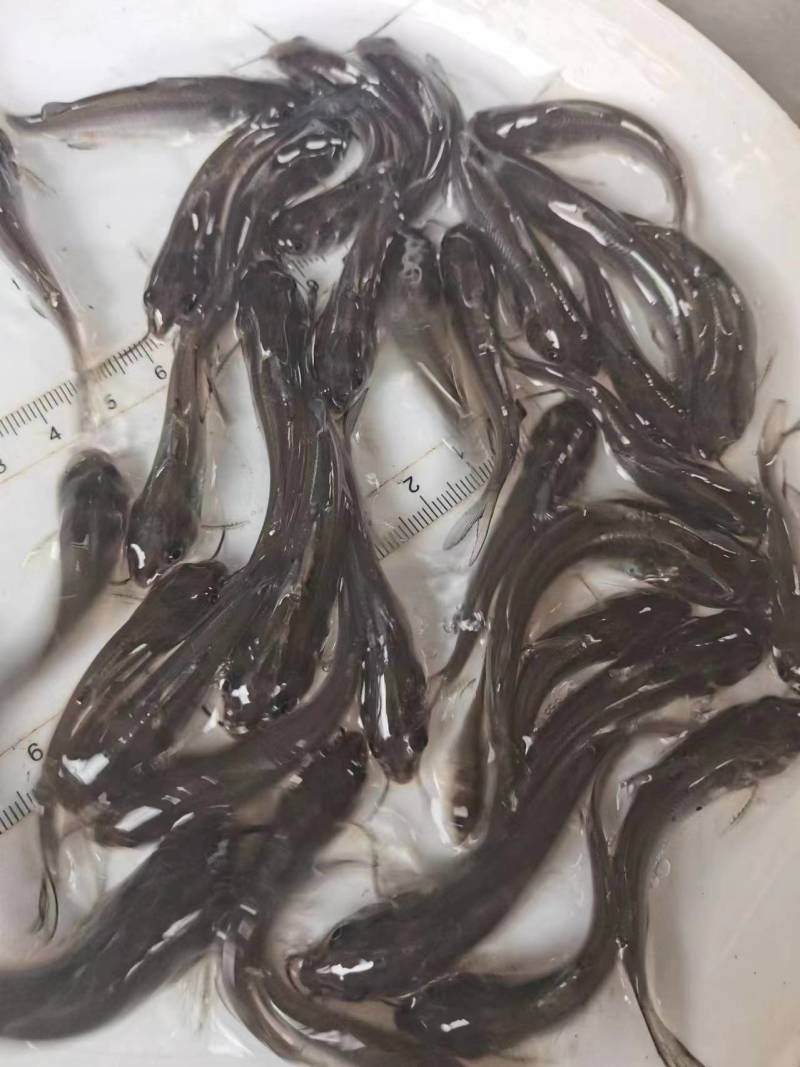 斑点叉尾鮰鱼苗沟鲶钳鱼基因好非亲杂交抑菌性强