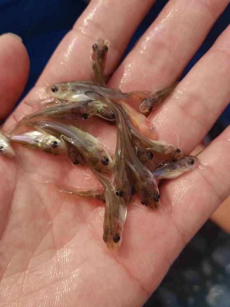 斑点叉尾鮰鱼苗沟鲶钳鱼基因好非亲杂交抑菌性强
