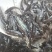 斑点叉尾鮰鱼苗沟鲶钳鱼基因好非亲杂交抑菌性强