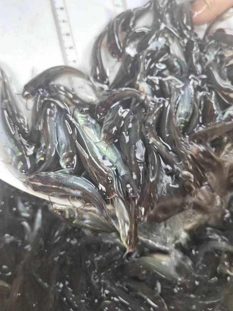 斑点叉尾鮰鱼苗沟鲶钳鱼基因好非亲杂交抑菌性强