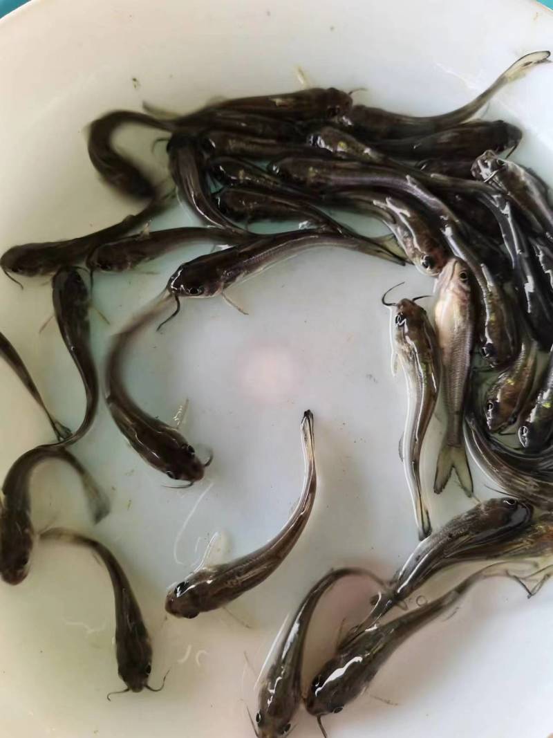 斑点叉尾鮰鱼苗沟鲶钳鱼基因好非亲杂交抑菌性强
