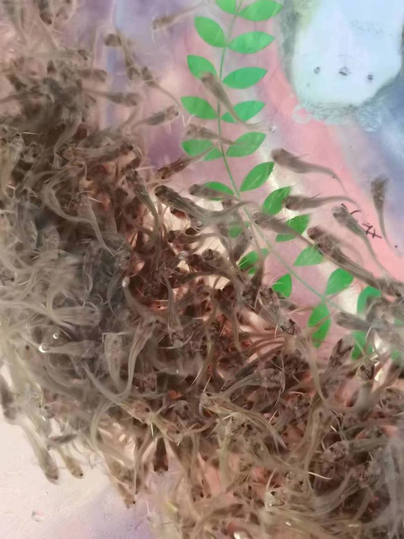 斑点叉尾鮰鱼苗沟鲶钳鱼基因好非亲杂交抑菌性强