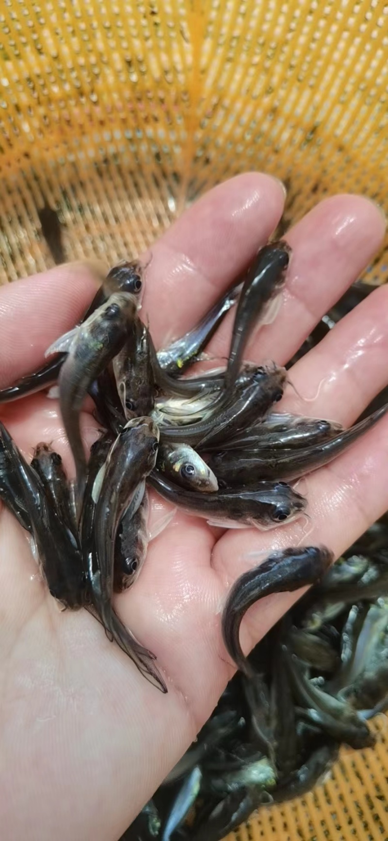 斑点叉尾鮰鱼苗沟鲶钳鱼基因好非亲杂交抑菌性强