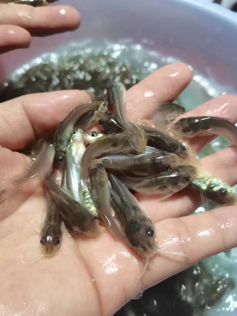 斑点叉尾鮰鱼苗沟鲶钳鱼基因好非亲杂交抑菌性强