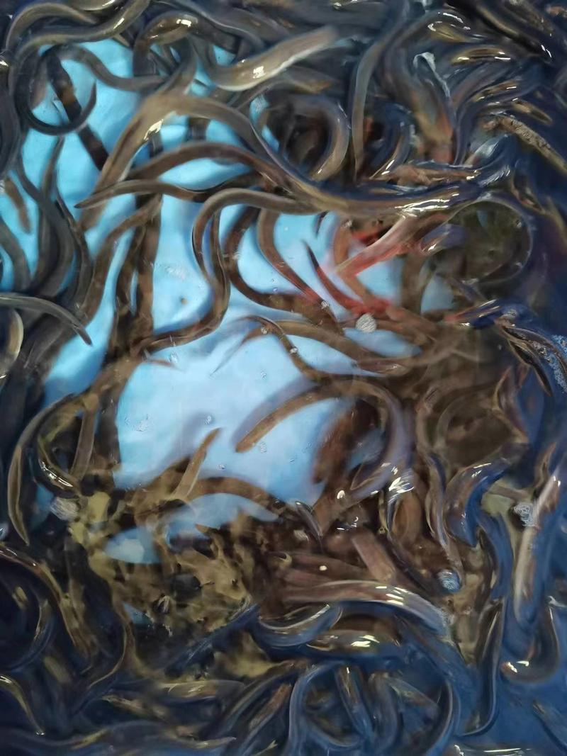 【推荐】白鳝苗日本鳗鱼苗淡水鳗鱼苗专业养殖服务一体化