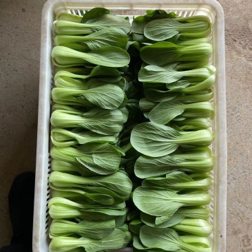 精品小油菜种植基地直供大量供专业代收代办