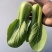 精品小油菜种植基地直供大量供专业代收代办
