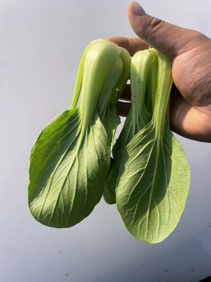 精品小油菜种植基地直供大量供专业代收代办