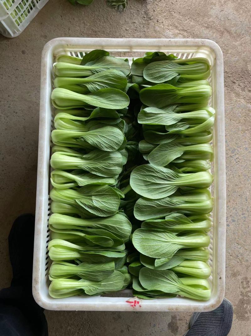 精品小油菜种植基地直供大量供专业代收代办