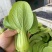 精品小油菜种植基地直供大量供专业代收代办