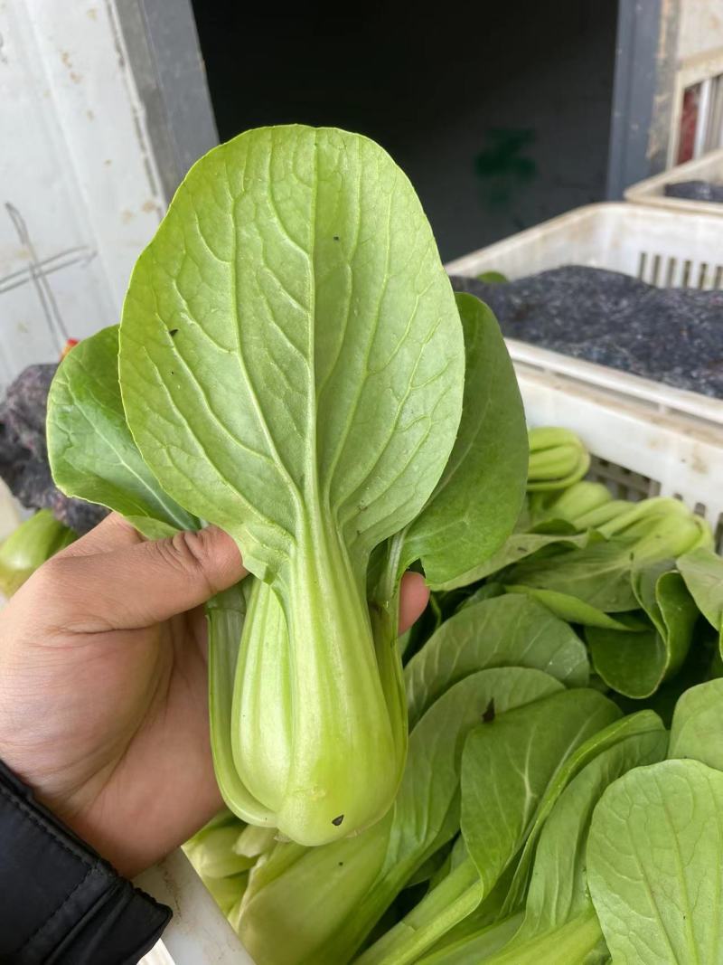 精品小油菜种植基地直供大量供专业代收代办