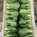 精品小油菜种植基地直供大量供专业代收代办