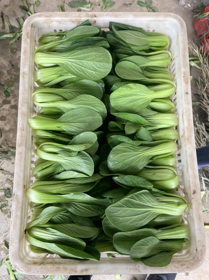 精品小油菜种植基地直供大量供专业代收代办