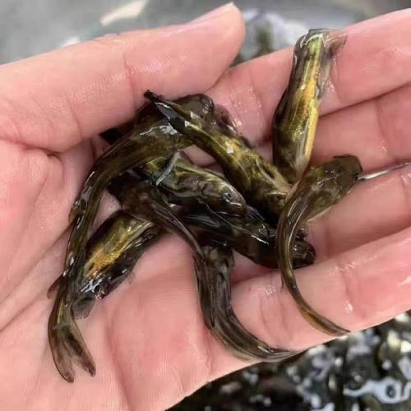 黄骨鱼苗杂交黄颡鱼苗活体黄辣丁全雄黄桑鱼苗量大从优