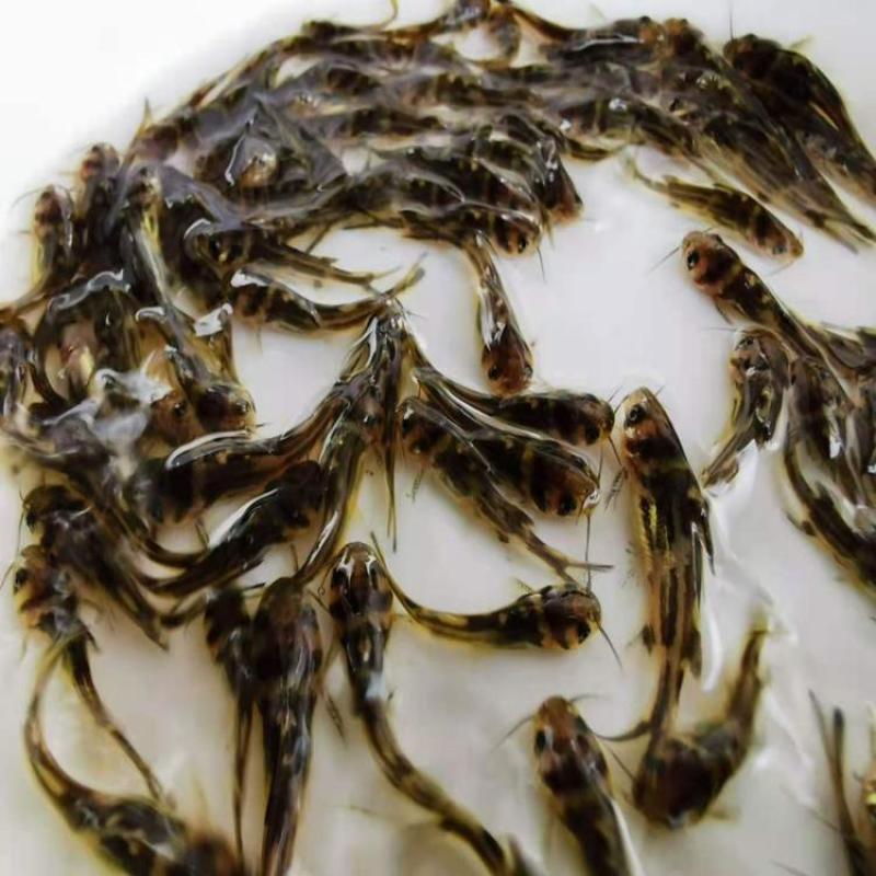 黄骨鱼苗杂交黄颡鱼苗活体黄辣丁全雄黄桑鱼苗量大从优